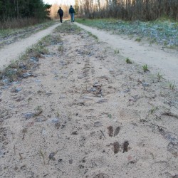 Traces of a deer